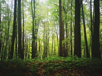 Trees growing in forest