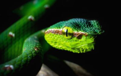 Close-up of green lizard
