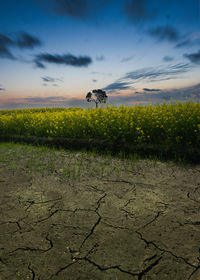 environment