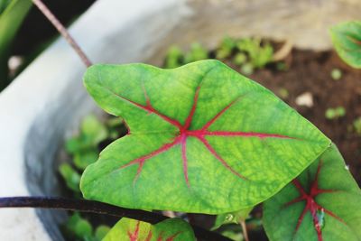 High angle view of green potted plant