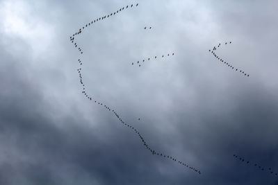 Low angle view of birds flying against sky