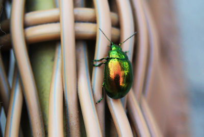 Close-up of a green beetle on an arm chair, in brac, croatia