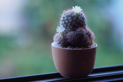 Close-up of potted plant