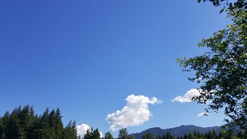Low angle view of trees against blue sky