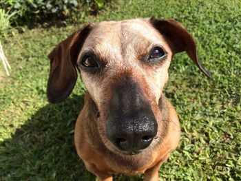 Close-up portrait of dog