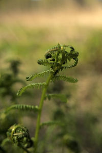 Close-up of fern on field