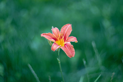 Close-up of fresh day lily blooming outdoors