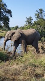 Elephant in a field