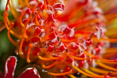 Full frame shot of red flowering plant