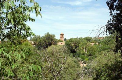 Plants and trees against sky