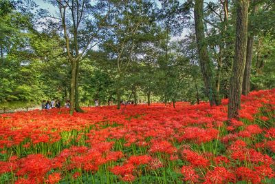 Red flowers growing in forest