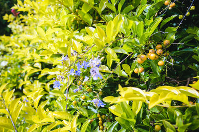 Close-up of yellow flowers growing on tree