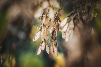 Close-up of wilted plant