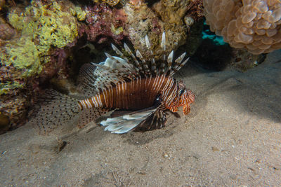 Fish swimming in sea