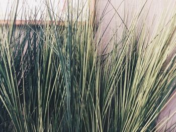 Close-up of wet grass against sky
