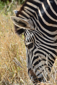 Another close up of the zebra from the kruger