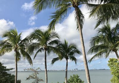 Palm trees on beach against sky