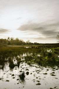 Scenic view of field against sky