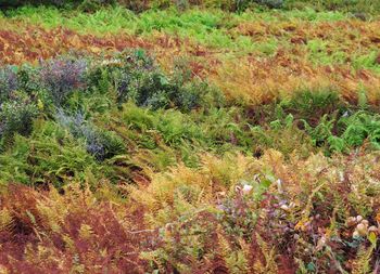 High angle view of plants growing on field