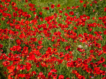 Close-up of red poppy flowers