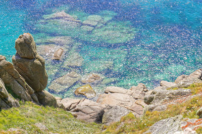 High angle view of lizard on rock