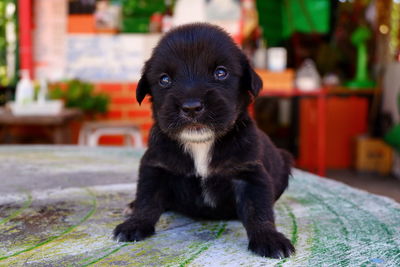 Portrait of black puppy sitting outdoors