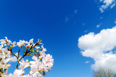 Low angle view of cherry blossoms against blue sky