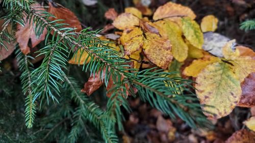 Close-up of leaves on pine tree