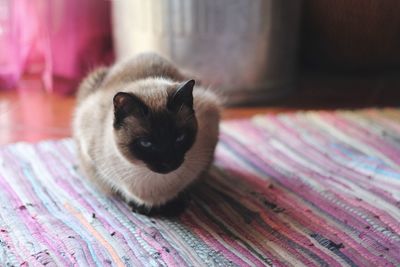 Close-up portrait of a cat