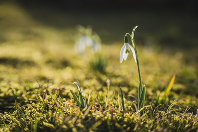 Close-up of white flowering plant on field