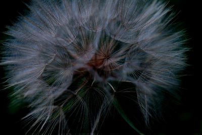 Close-up of dandelion flower