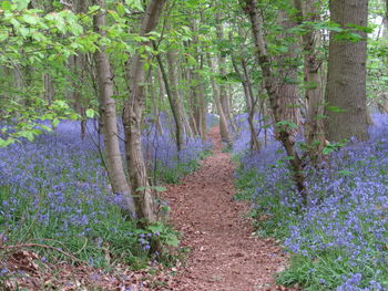 View of purple flowering plants in forest