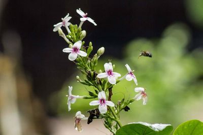 Close-up of bee pollinating on flower