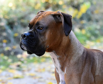 Close-up of dog looking away