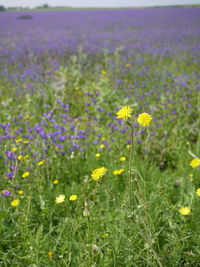 Close-up of yellow daisy flowers growing in field