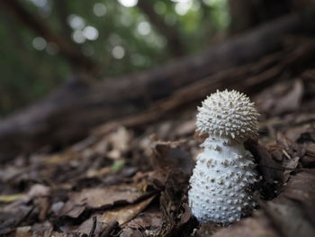 Close-up of mushroom growing on field