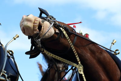Low angle view of horse in bridle