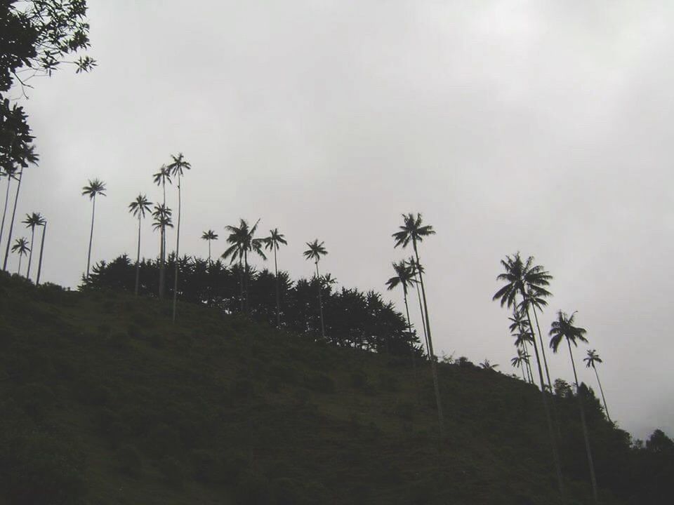 Valle del Cocora, Salento, Quindio