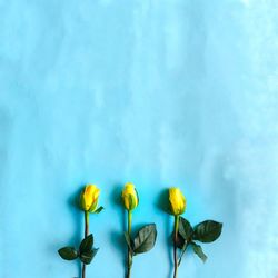 Close-up of yellow roses against blue wall