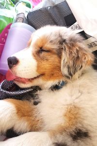 Close-up of dog sleeping