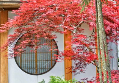 Low angle view of flowering tree by building