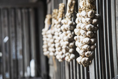 Close-up of shells