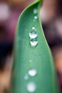 Close-up of water drop on leaf