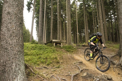 Bicycle parked by tree in forest