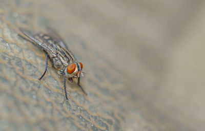 High angle view of fly on surface