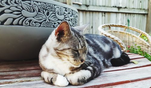 Close-up of cat sitting outdoors