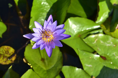 Close-up of purple water lily