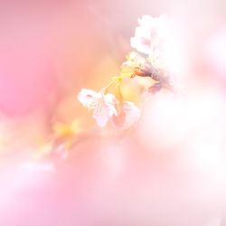 Close-up of flowers