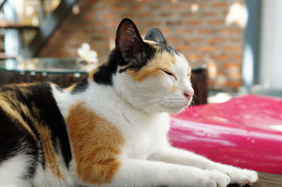 Close-up of a cat looking away at home