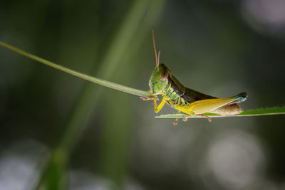 Close-up of insect on leaf